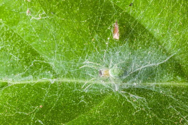 Spinne auf einem Blatt — Stockfoto