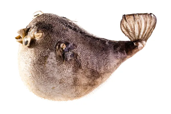 Izole kirpi balığı — Stok fotoğraf