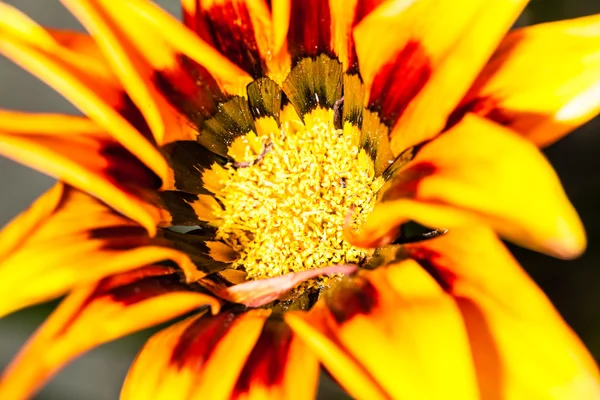 Gazania — Stock Photo, Image