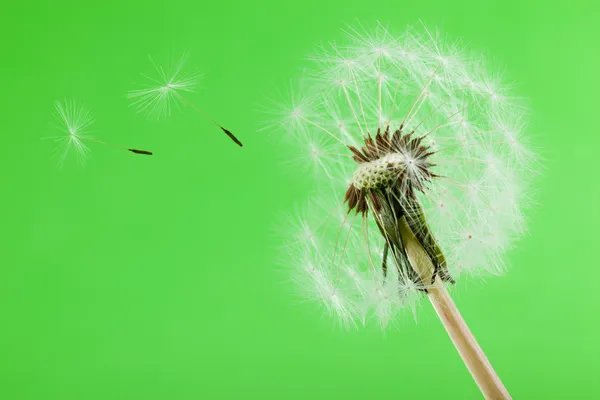 Blowball — Stock Photo, Image