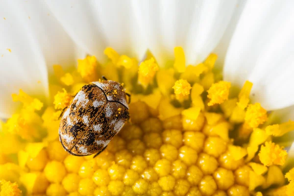 Bug e pólen — Fotografia de Stock