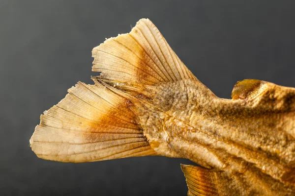 물고기 꼬리 — 스톡 사진