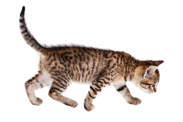 Walking kitten — Stock Photo, Image