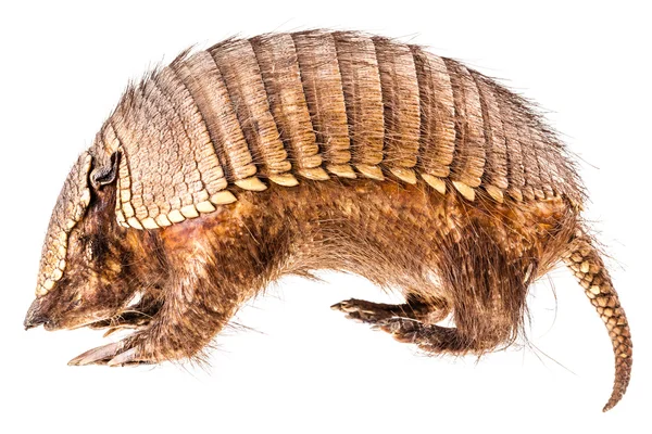 ARMADILLO —  Fotos de Stock