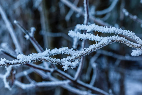 Hoarfrost. — Foto de Stock