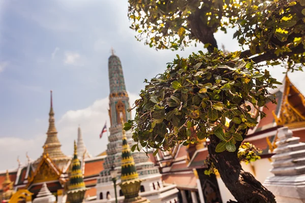 Kształt drzewa w wat phra Kaew w Bangkoku — Zdjęcie stockowe