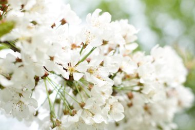 Beyaz kiraz çiçeği, çiçek açan vahşi doğa bitkisi.