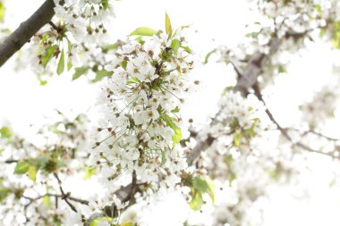 Beyaz kiraz çiçeği, çiçek açan vahşi doğa bitkisi.