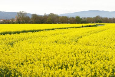 Gözyaşı tohumu tarlası, sarı çayır tohumu.