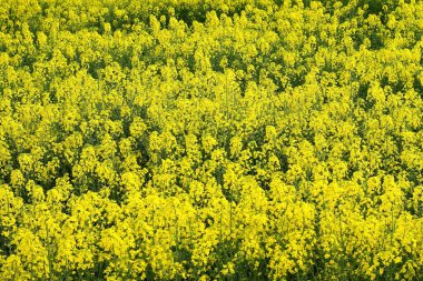 Gözyaşı tohumu tarlası, sarı çayır tohumu.
