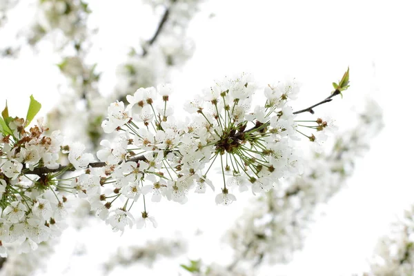 Fiore Ciliegio Bianco Fioritura Pianta Selvatica Natura — Foto Stock