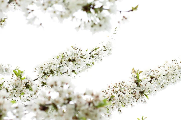 Розквіт Білої Вишні Квітуча Дика Природа Рослина — стокове фото