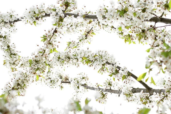 Розквіт Білої Вишні Квітуча Дика Природа Рослина — стокове фото