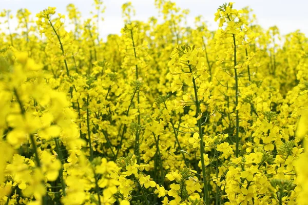 Gözyaşı tohumu tarlası, sarı çayır tohumu.