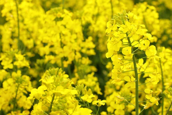 Campo Agrícola Colza Flor Prado Amarillo —  Fotos de Stock