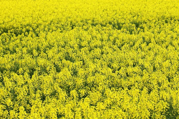 Rapsfeld Blüte Der Gelben Wiese — Stockfoto