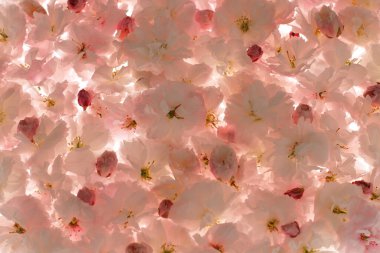 Açık pembe sakura çiçekleri arka plan, boş duvar kağıdı