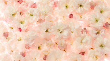 Açık pembe sakura çiçekleri arka plan, boş duvar kağıdı