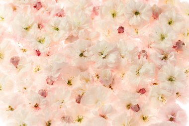 Açık pembe sakura çiçekleri arka plan, boş duvar kağıdı