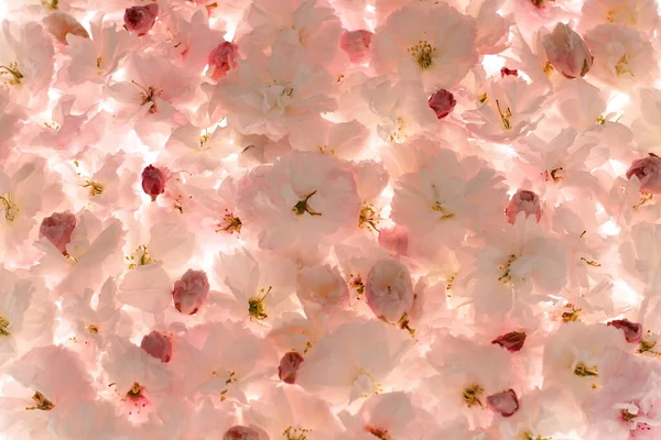 Açık pembe sakura çiçekleri arka plan, boş duvar kağıdı