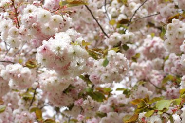 Beyaz kiraz ağacı çiçek açıyor, Japon kiraz bahçesi çiçek açıyor.
