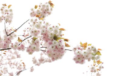 Beyaz kiraz ağacı çiçek açıyor, Japon kiraz bahçesi çiçek açıyor.