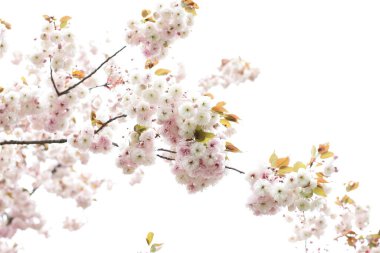 Beyaz kiraz ağacı çiçek açıyor, Japon kiraz bahçesi çiçek açıyor.