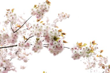 Beyaz kiraz ağacı çiçek açıyor, Japon kiraz bahçesi çiçek açıyor.