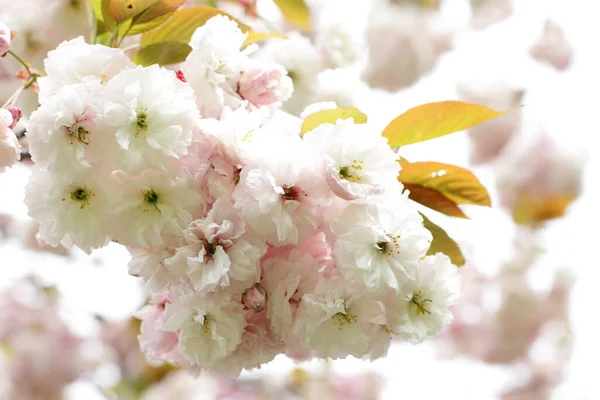 Branco Sakura Cereja Árvore Florescendo Japonês Cereja Jardim Flor — Fotografia de Stock