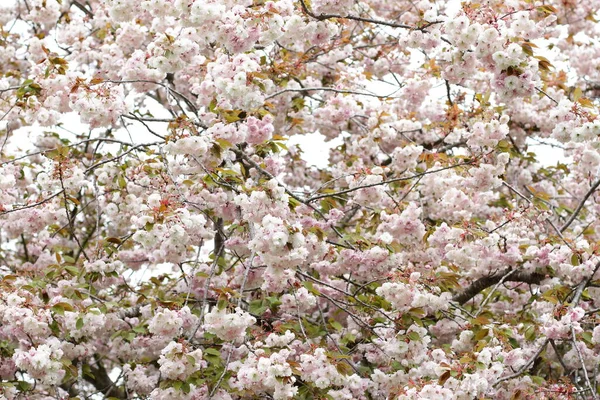 White Sakura Cherry Tree Blooming Japanese Cherry Garden Blossom — Foto Stock