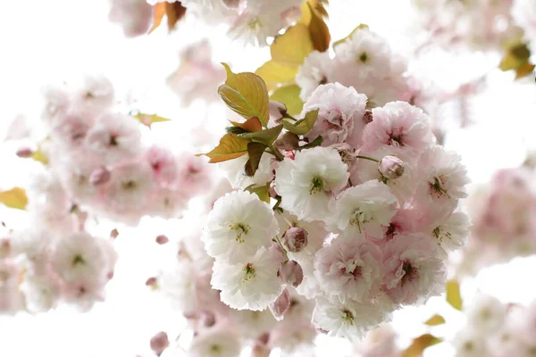 Біле Сакура Вишневе Дерево Розквіт Японського Саду Вишні — стокове фото