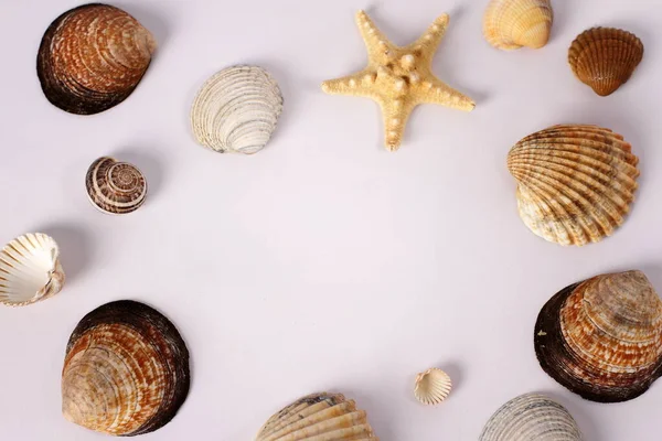 Sea Shells Starfish White Background Copy Space — Stockfoto