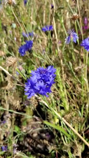 Niebieskie Dzikie Kwiaty Kukurydzy Jasne Dzikie Kwiaty Bokeh — Wideo stockowe