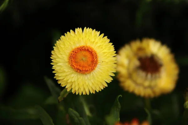 Yellow Flower Meadow Black Bokeh Background — ストック写真