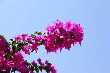 Pink bush flowers in garden