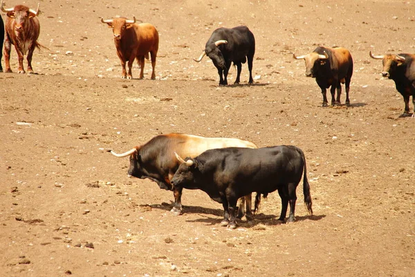 Bulls Farm Ranch Cattle Animals Bull Farmland — Stock fotografie