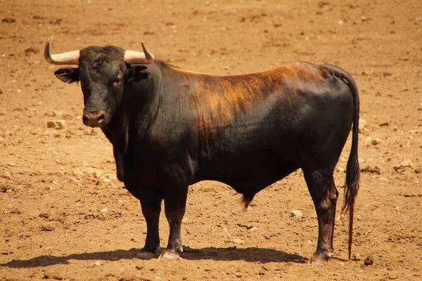 Bulls Farm Ranch Cattle Animals Bull Farmland — Stock fotografie