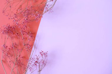 Renkli arkaplanda kurumuş doğal çiçek, dekor kopyalama alanı