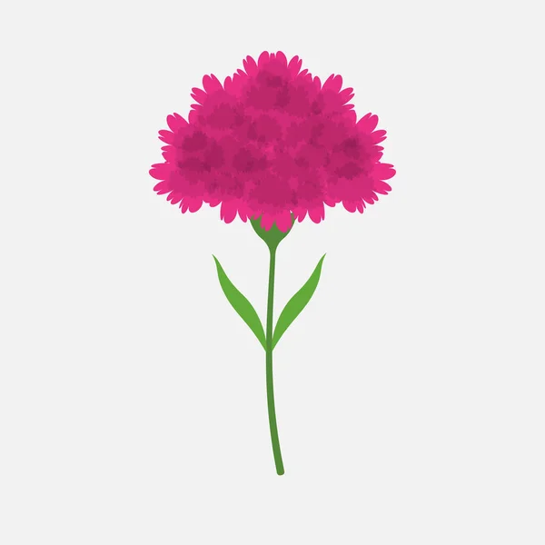 Barva Karafiát Květiny Rostlina Izolované Plochý Design Vektor Ilustrace Bílém — Stockový vektor