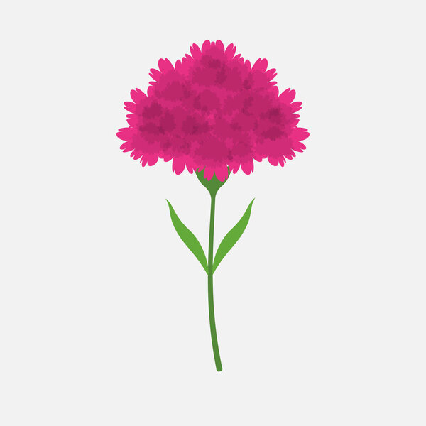 Color carnation flower plant isolated flat design vector illustration on white background.