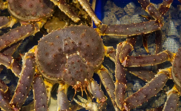 Caranguejo Rei Taraba Vivo Bandeja Azul Mercado Peixe Frutos Mar — Fotografia de Stock