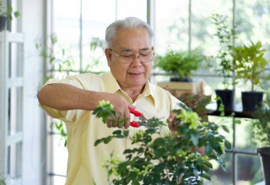 Emekli büyükbaba tatili kapalı alanda bahçeyle ilgilenerek geçirdi. Sera ekme odasındaki sabah atmosferi.