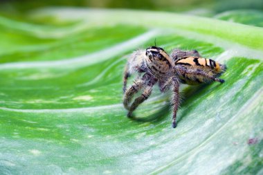 Epipremnum aureum yaprağında zıplayan örümcek. Makro fotoğrafçılık