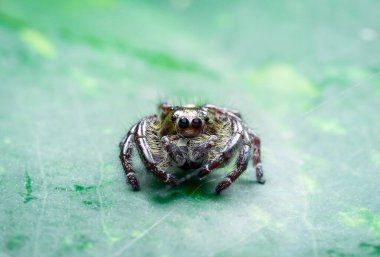 Epipremnum aureum yaprağında zıplayan örümcek. Makro fotoğrafçılık