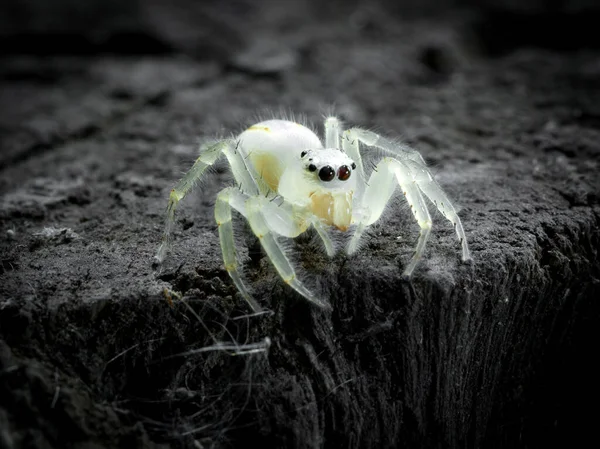 Springende Spinne Auf Einer Mulde Über Dem Boden Makrofotografie — Stockfoto