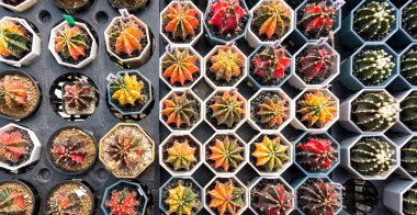 Various species of cactus cultivating in the nursery. Euphorbia horrida, Echinopsis subdenudata, Echinopsis calochlora, Golden Barrel, Bishop's Cap and Astrophytum Cactus. Top View