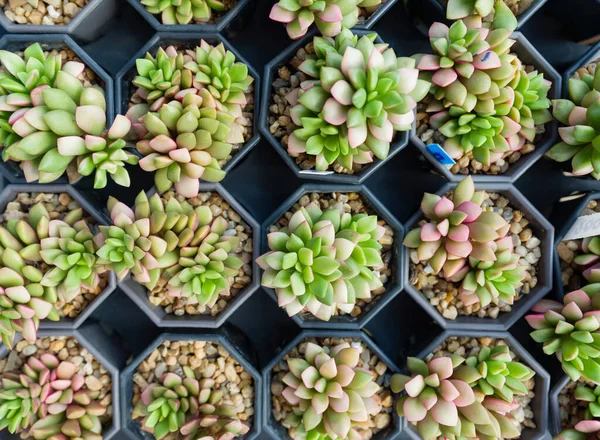 Echeveria Rosa Rubin Sukkulenten Pflanze Die Der Gärtnerei Angebaut Wird — Stockfoto