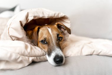 Jack Russell 'ın portresi. Evdeki kanepede uykulu bir şekilde yatıyordu.