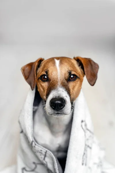 Крупный план портрета собаки Джека Рассела в белом полотенце на светлом фоне. Забота о собаке — стоковое фото