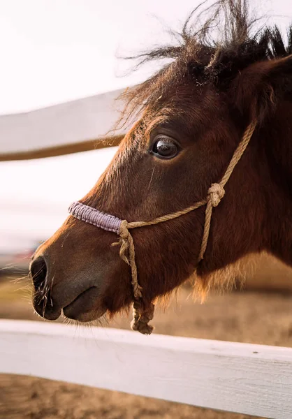 Retrato Cerca Una Vista Lateral Pony Marrón —  Fotos de Stock